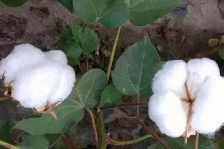 高产棉花的施肥秘籍：迈向丰收的关键步骤