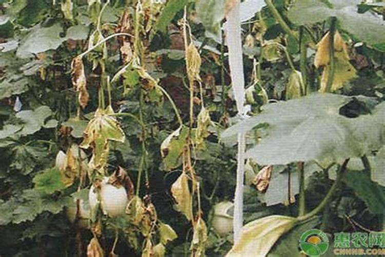 哈密瓜根结线虫病防治技巧