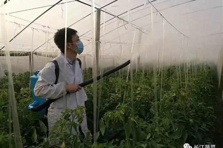 绿色守护：迈向减农药的蔬菜栽培新时代