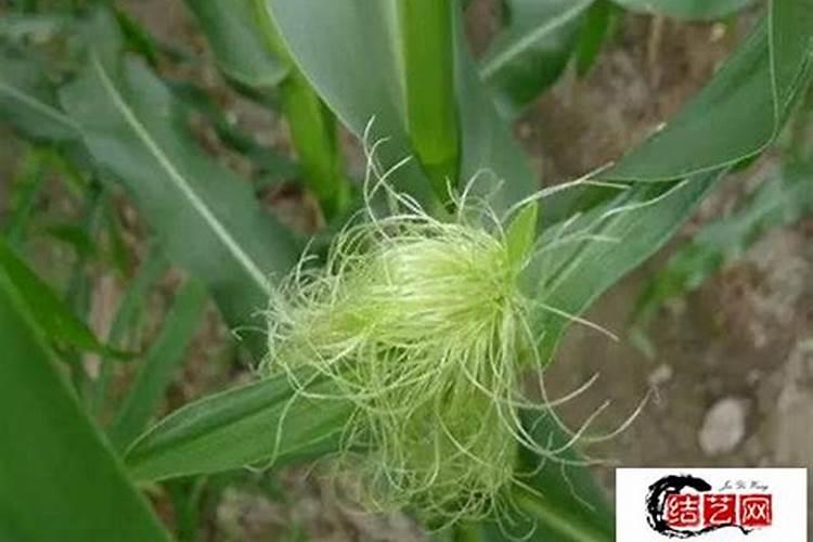 分析玉米不结棒的原因