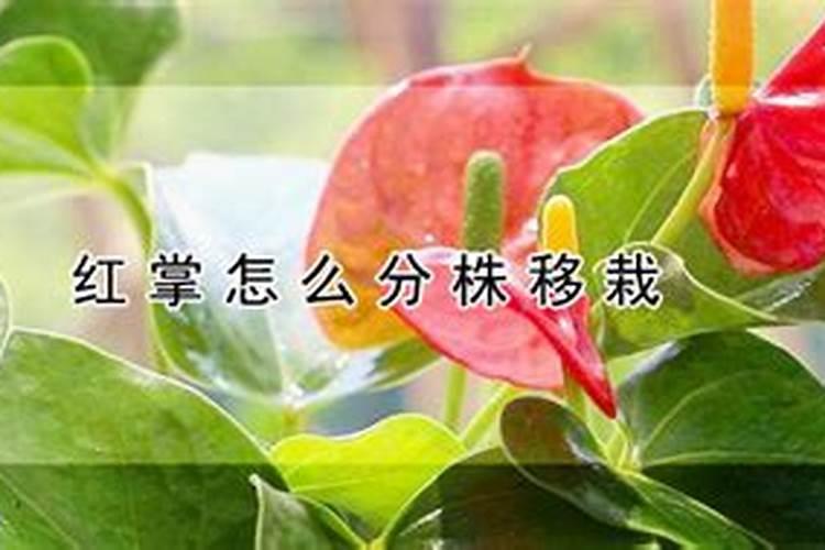红掌怎样促萌分株？