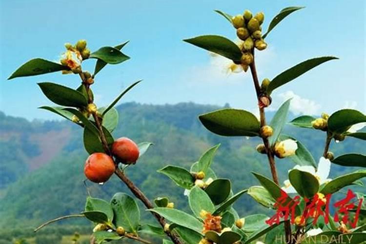 油茶：绿色黄金的种植效益解析