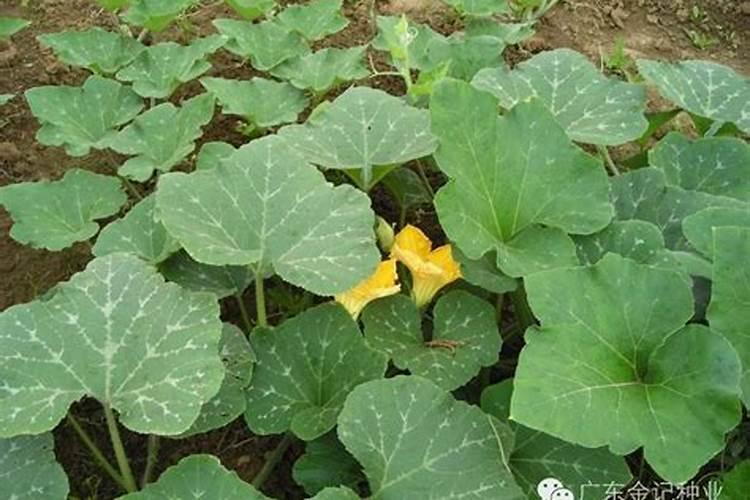 掌握蜜本南瓜的种植技术，收获满满的甜蜜果实