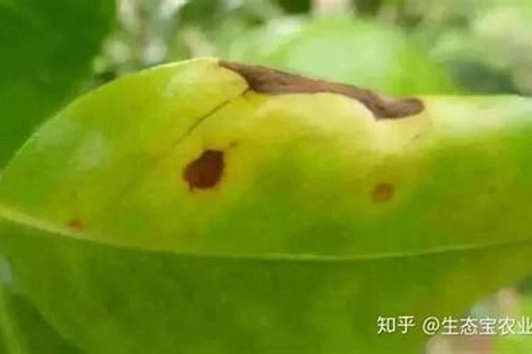 战胜高温高湿：有效防治褐斑病与炭疽叶枯病的策略
