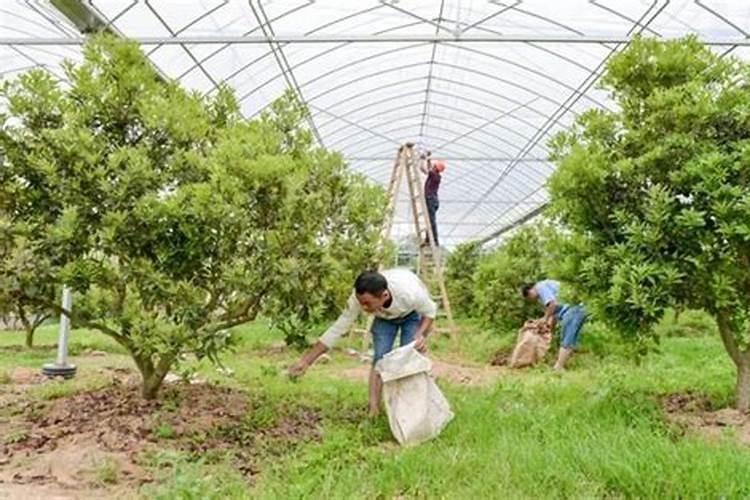 杨梅采果后管理技术：确保果实品质与树木健康的关键步骤