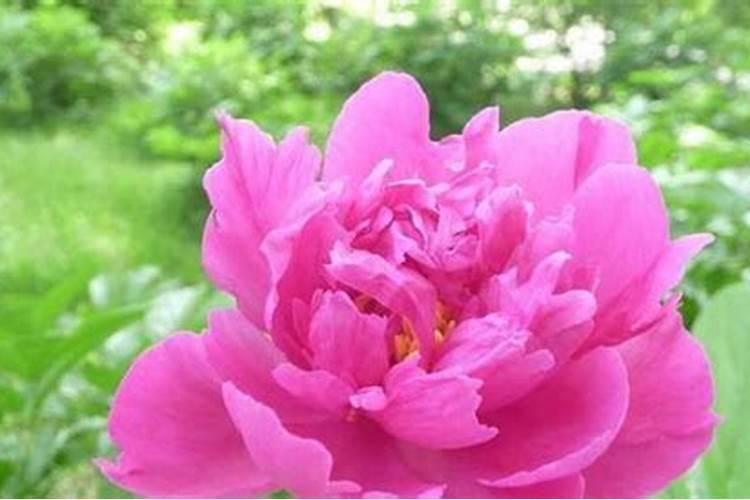春日绽放：探秘芍药种植的奥秘