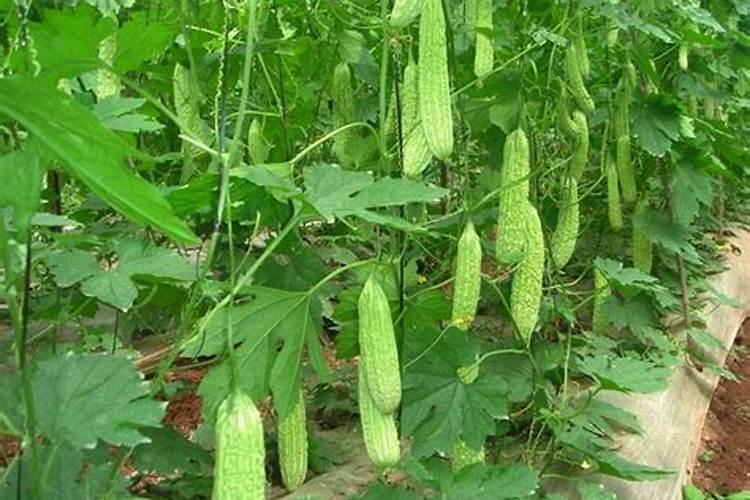 苦瓜高产的秘诀：掌握关键种植方法与技巧？
