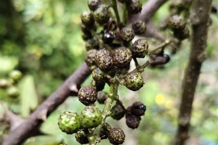 战胜花椒炭疽病：有效防治策略及药剂选择