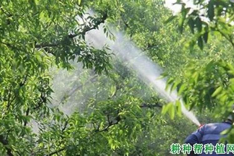 雨季农药使用的智慧：科学施药与技巧掌握