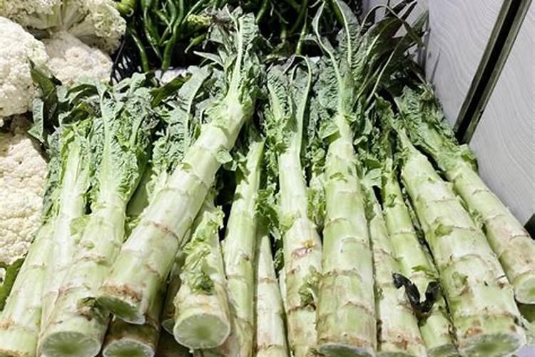 绿意盎然：掌握莴笋的栽培技术，迎接健康丰收