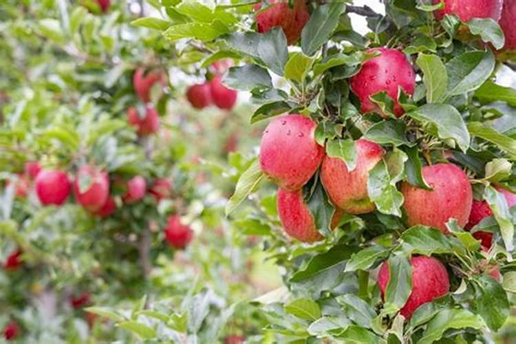 果树花前怎么补磷肥最好？