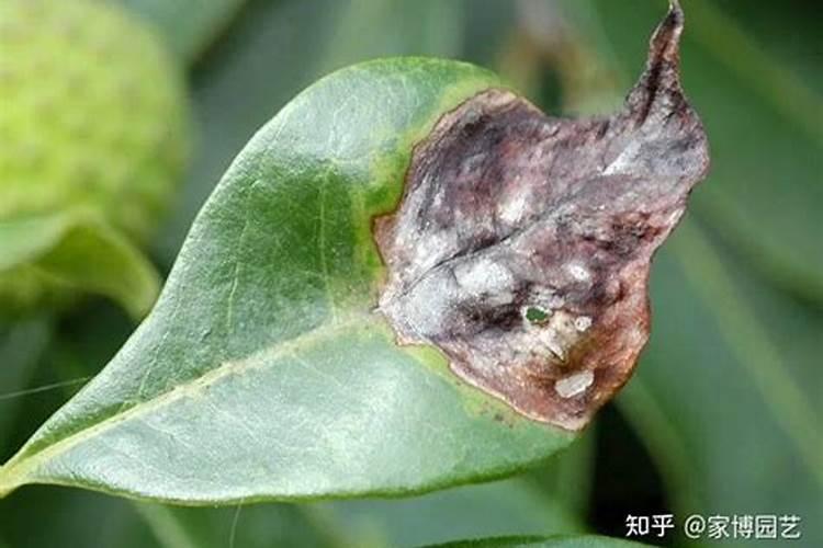 夏季病虫害难治原因