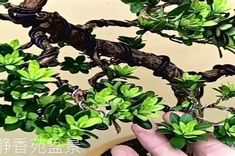 米叶罗汉松：养护与造型艺术的完美融合