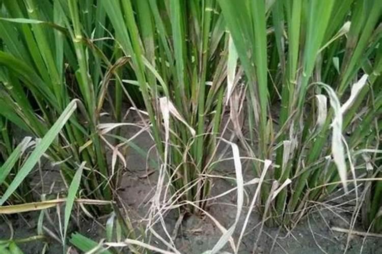 水稻用满穗除纹枯病效果怎么样？