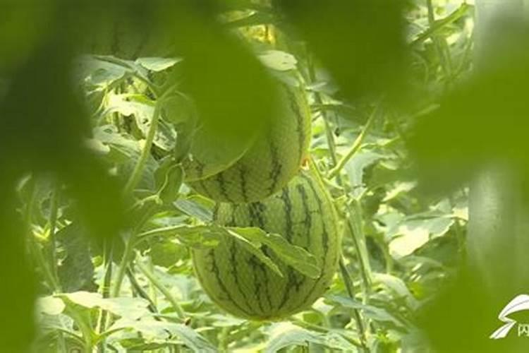 大鹏西瓜品质提升之道：科学栽培与管理的艺术