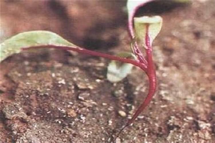 药剂拌种：甜菜病虫害防治的绿色利剑