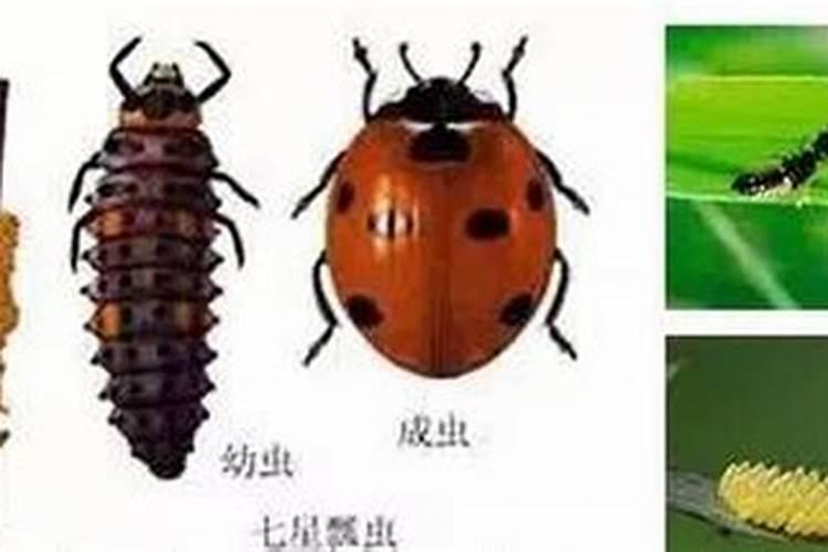 自然界的小小卫士：昆虫在害虫防治中的角色