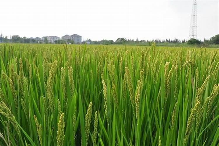 有机水稻栽培技术介绍——水稻播种前准备