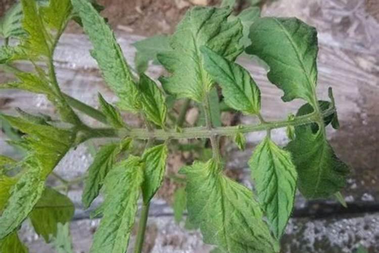 战胜番茄卷叶病：药剂防治法详解