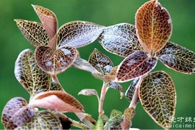 高药用价值金线莲种植技术大全