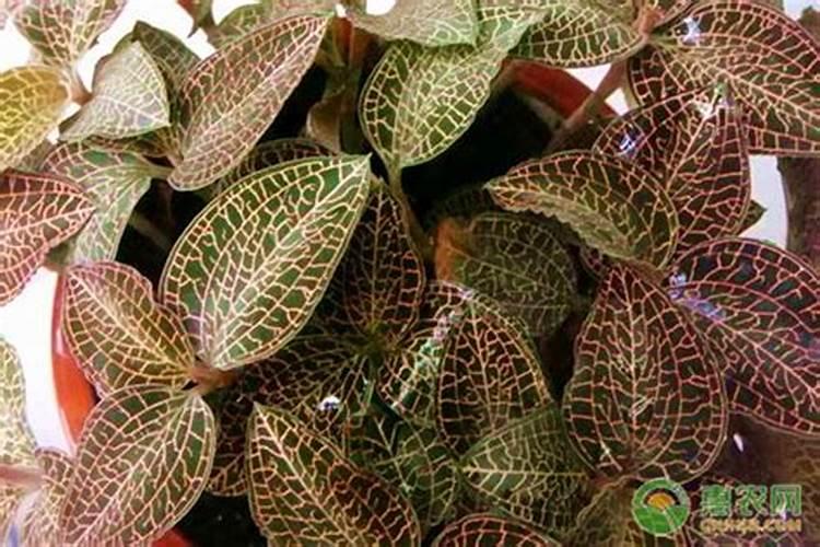 高药用价值金线莲种植技术大全
