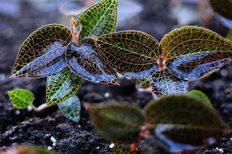 高药用价值金线莲种植技术大全