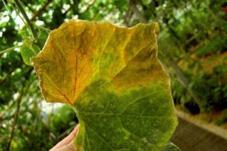 南瓜性缘枯病全解析：症状识别与药剂防治策略