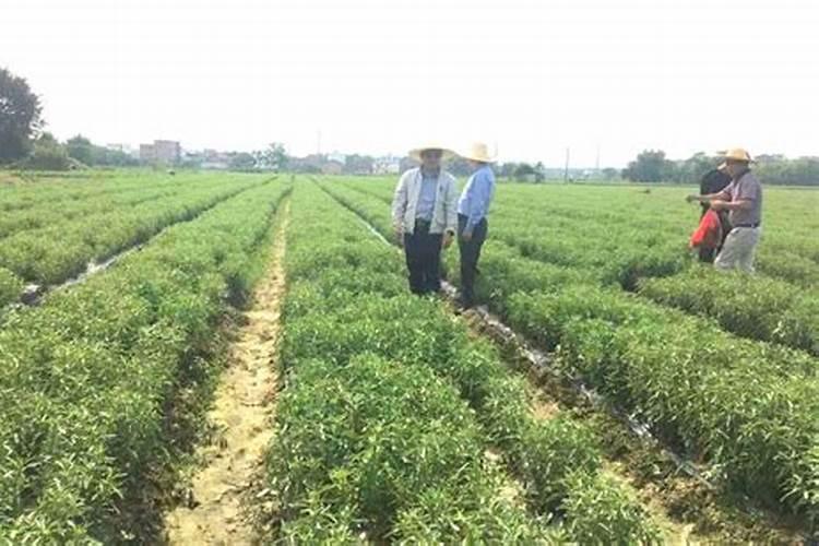 甜叶菊的栽培技术如何？