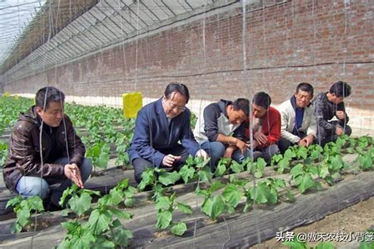 甜叶菊的栽培技术如何？