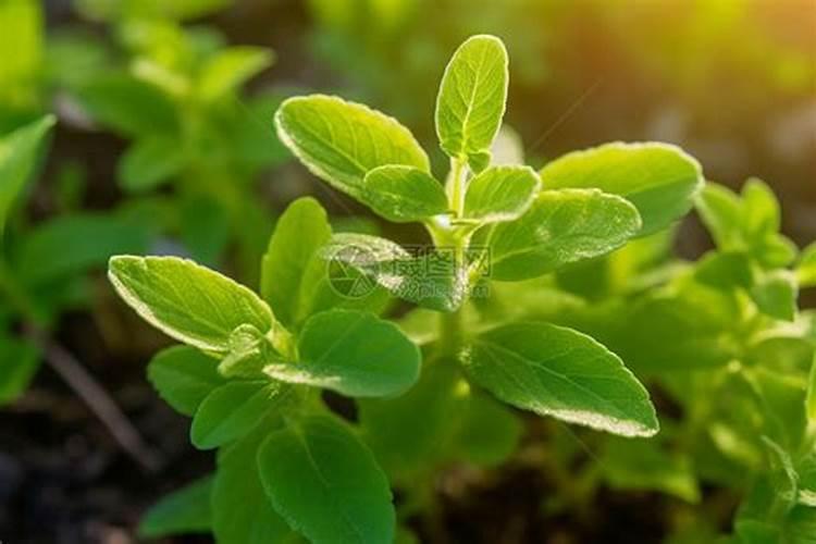 甜叶菊的栽培技术如何？