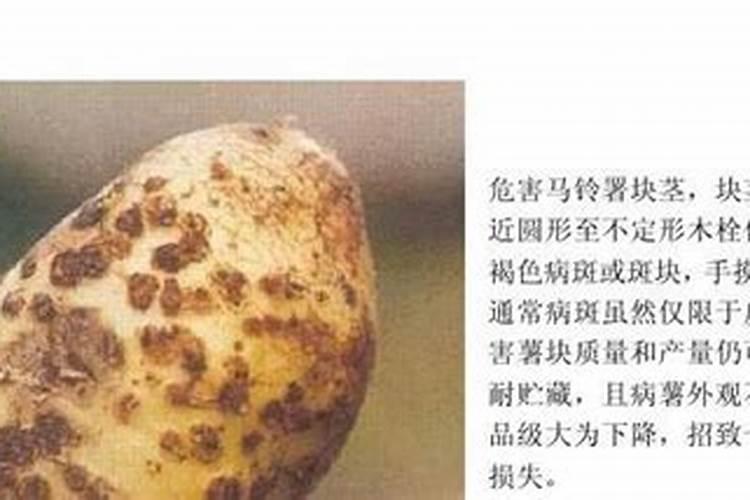 土豆疮痂病有哪些症状？土豆疮痂病怎么防治？