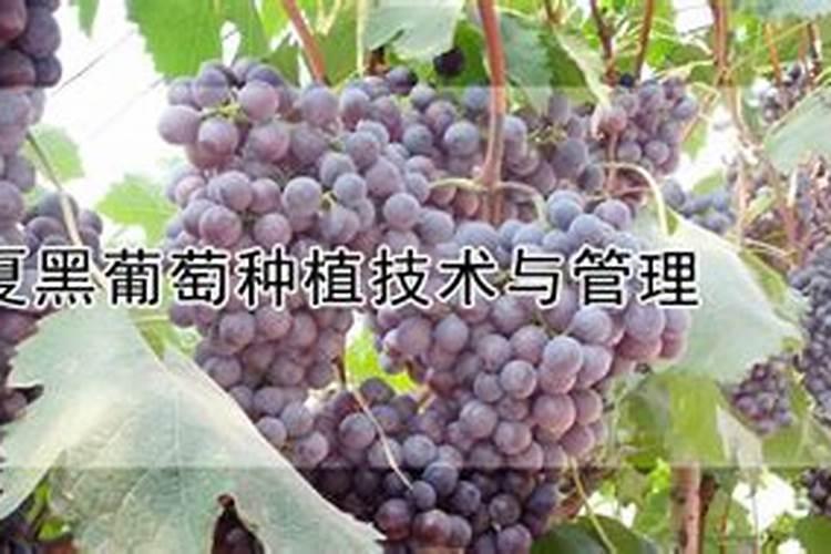 夏黑葡萄的种植与管理艺术