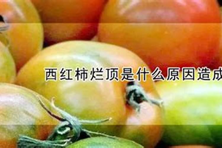西红柿烂顶是什么原因造成的？