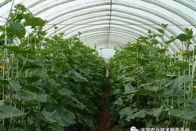 防止大棚土老化的措施