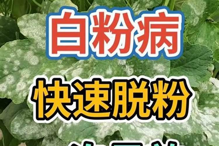 战胜白粉病：特效药物的探索与应用