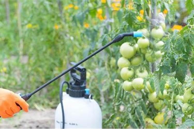 大自然的微妙平衡：以虫观农，智慧使用生物农药