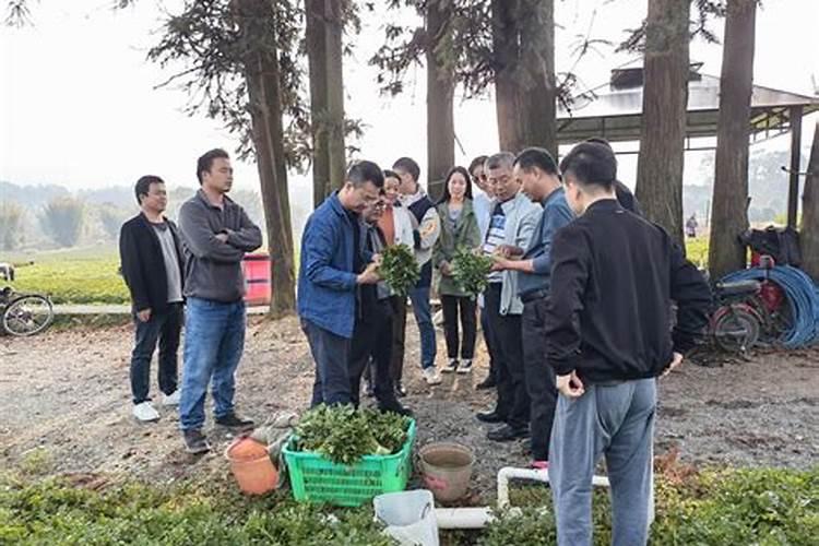 大自然的微妙平衡：以虫观农，智慧使用生物农药