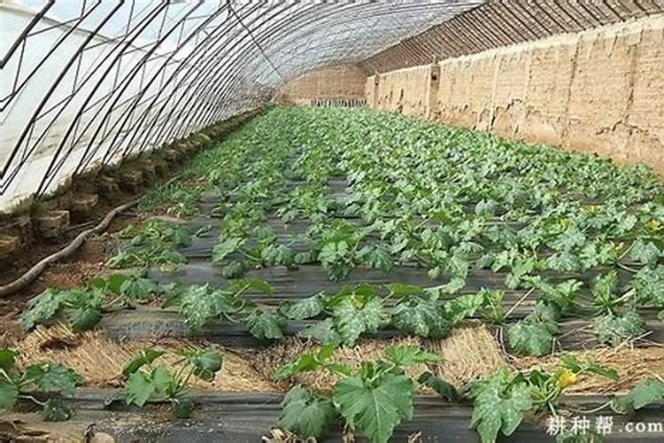 日光温室冬春茬无公害西葫芦栽培技术有哪些？
