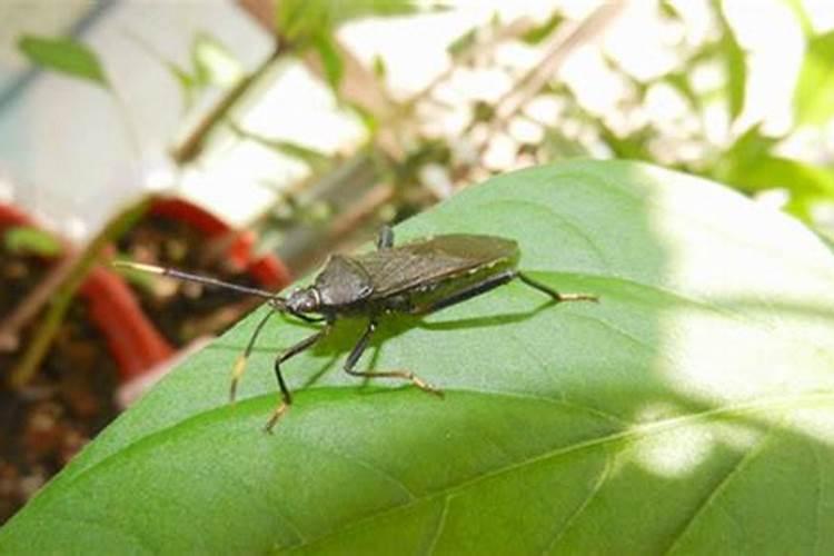 常见虫害难防治，对抗高抗药性害虫