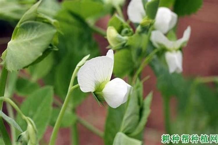荷兰豆开花期打什么农药好？