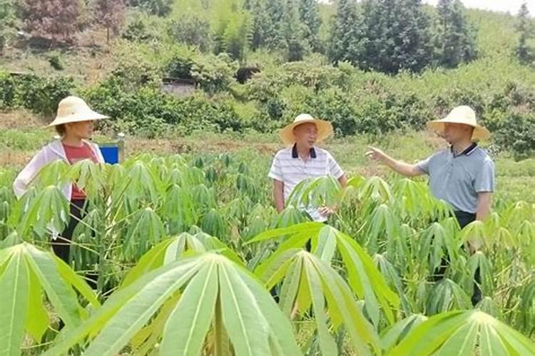 木薯栽培的艺术：从土壤到餐桌的旅程