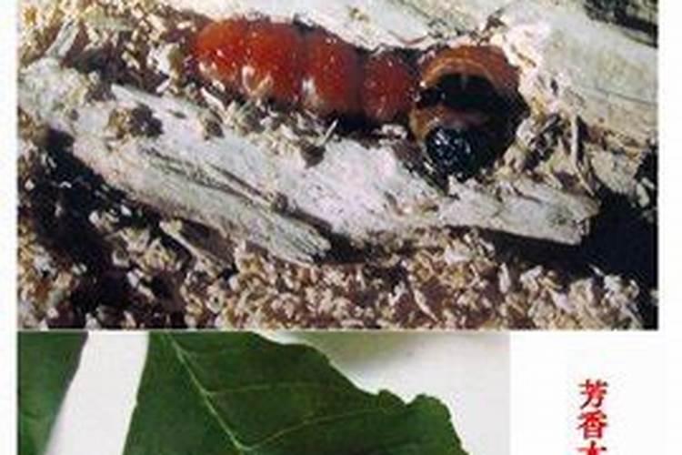 守护绿意盎然：榆树芳香木囊蛾的防治策略