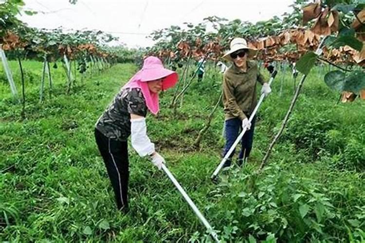 夏日柑桔园的守护者：夏季管理技术要点全解析