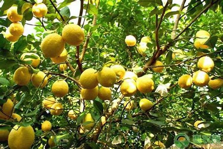 柠檬病虫害全解析：科学防治策略大汇总