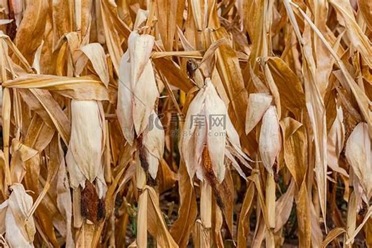 玉米植株发生枯萎的原因何在？