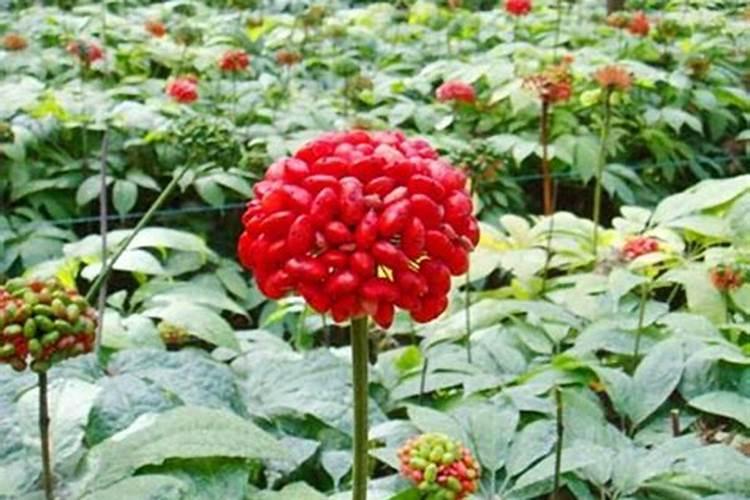 三七的黄金种植时节：揭秘最佳时机与高效栽培策略