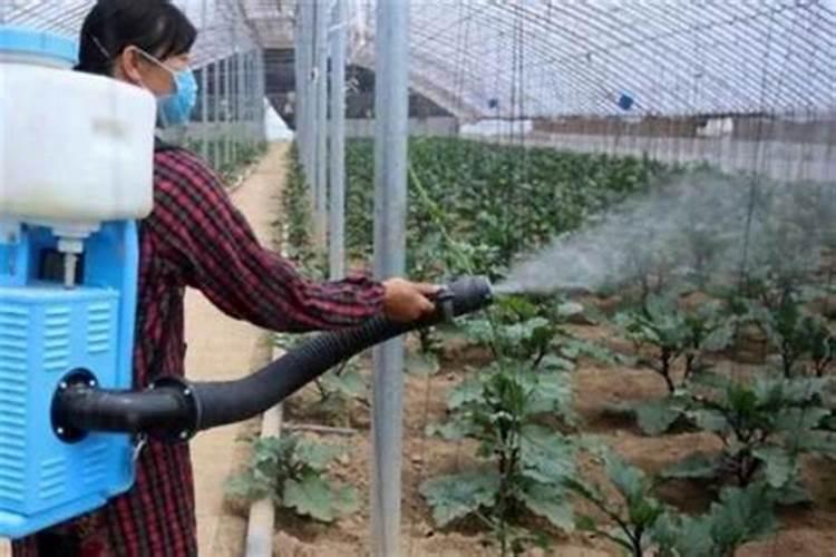 守护绿色防线：蔬菜喷药的黄金时段与必备知识