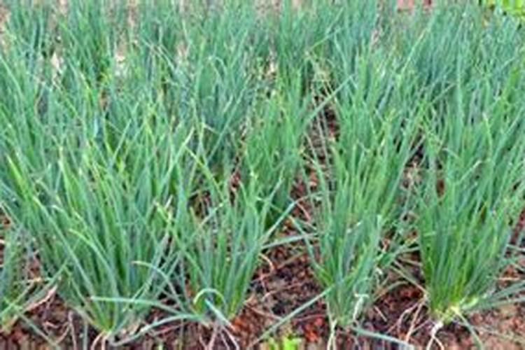 香葱的种植秘籍：掌握时间和方法，四季皆可尝鲜绿？