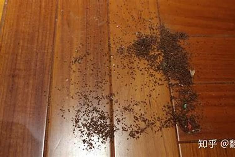 腐烂树皮中的小虫子如何防治？