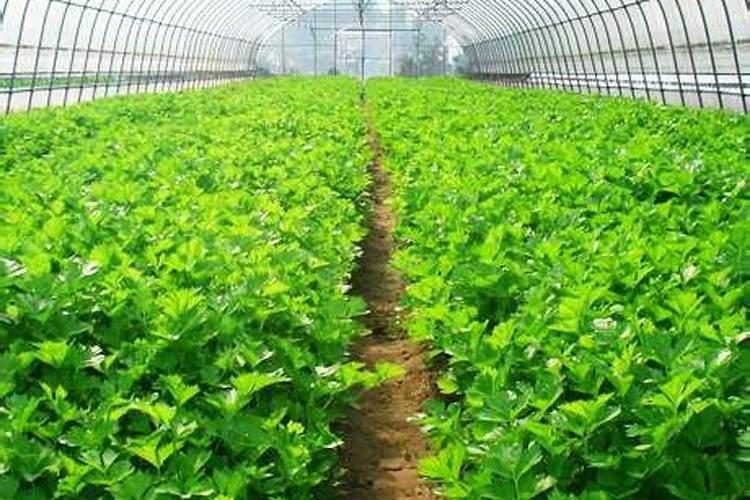 大棚蔬菜栽培管理要点
